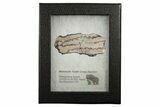 Mammoth Molar Slice With Case - South Carolina #335125-2